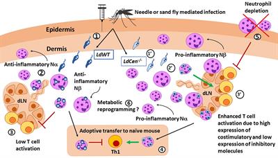 Determinants of Innate Immunity in Visceral Leishmaniasis and Their Implication in Vaccine Development